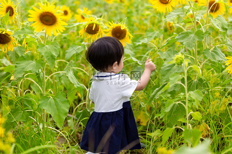 向日葵夏至儿童公园赏花摄影图配