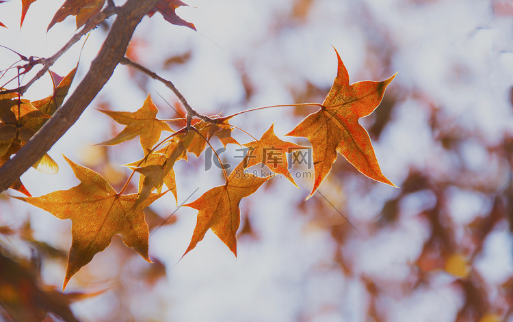 秋季秋天枫叶摄影图