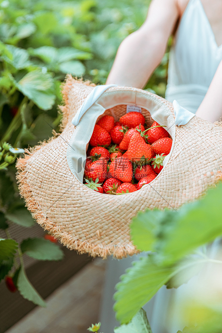 草莓采摘白天摘草莓的美女草莓园