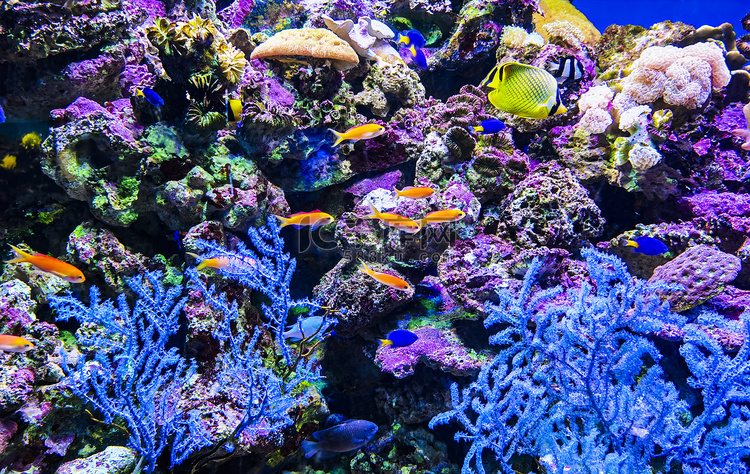 海洋动物海底世界小鱼白天珊瑚鱼