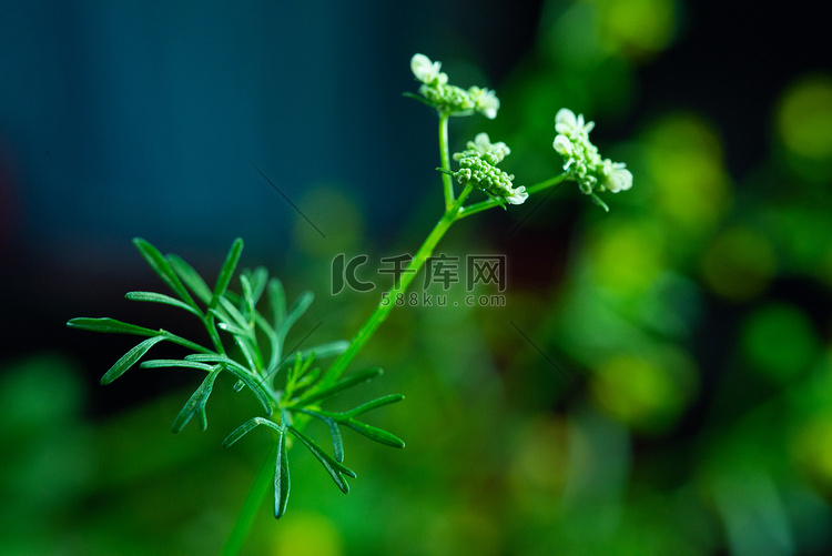 户外小白花春天野草田园开花摄影