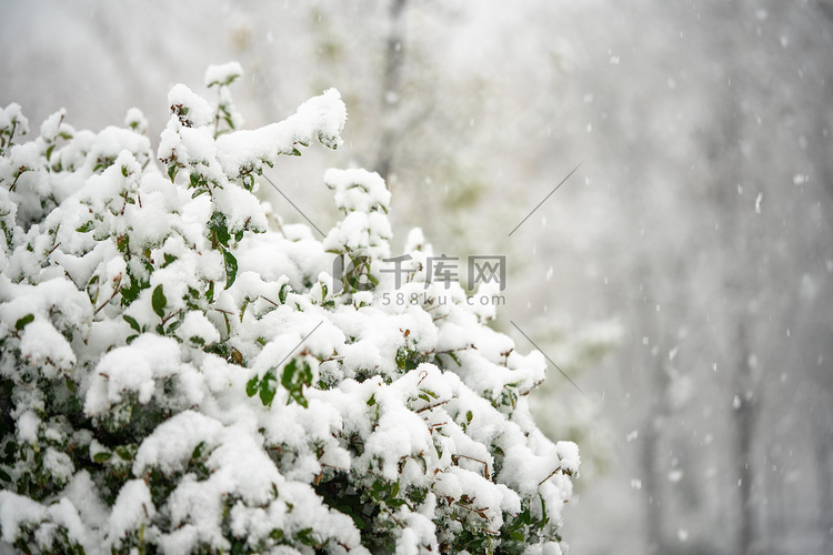 下雪白天树枝上的雪室外积雪摄影