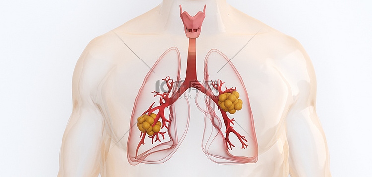 人体结构肺部疾病