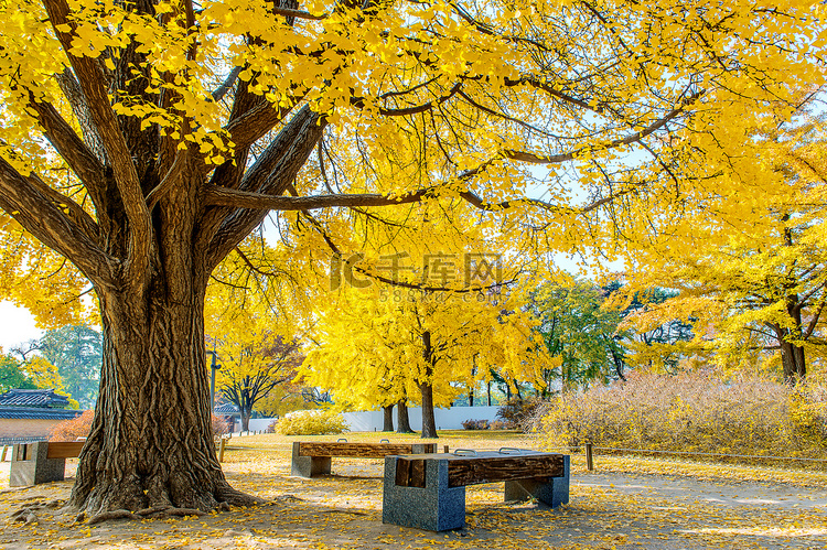 秋天在韩国景福宫.
