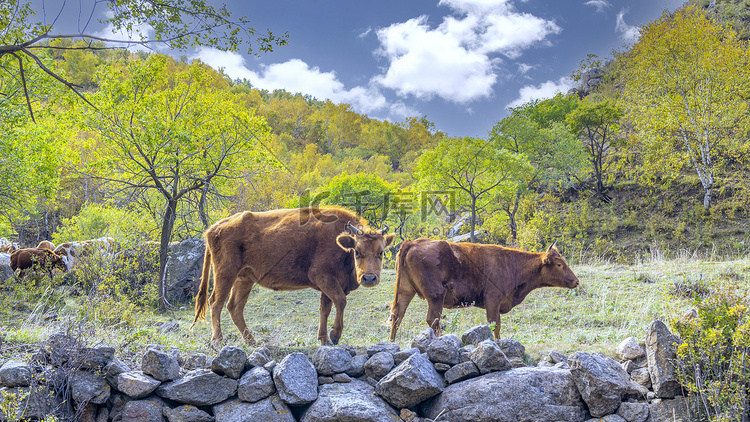 秋季山村放牛上午牛秋季素材摄影