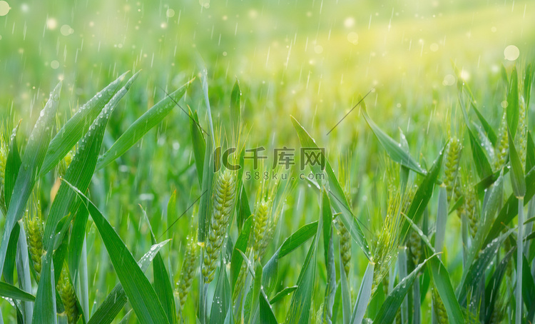 春天谷雨十二节气谷雨创意合成摄