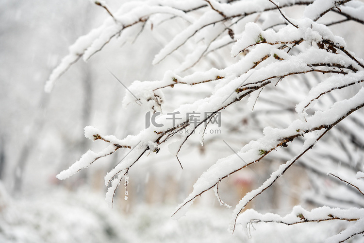 冬季雪景白天落雪室外树枝落雪摄