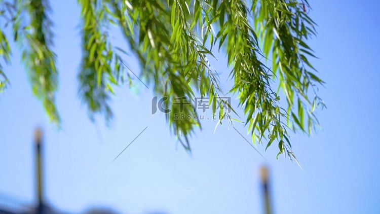 夏日风吹动的柳叶