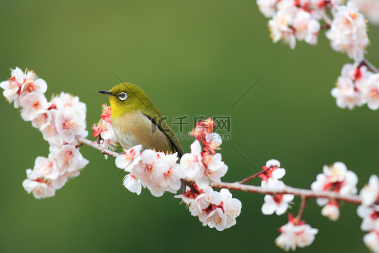 日本绿绣眼 （两竹节) 与日本