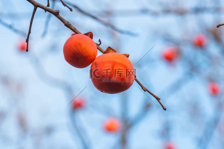 秋季柿子树柿子果实摄影图