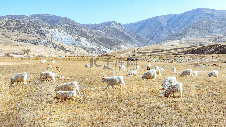 田园耕地高山羊群