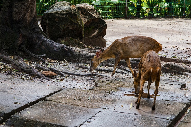 广州广州动物园两只小麂鹿在地上