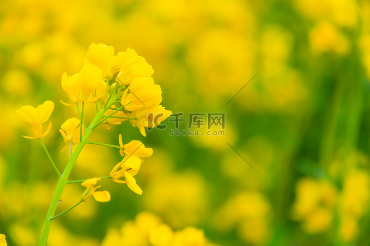 油菜花花朵早上油菜地户外农田开