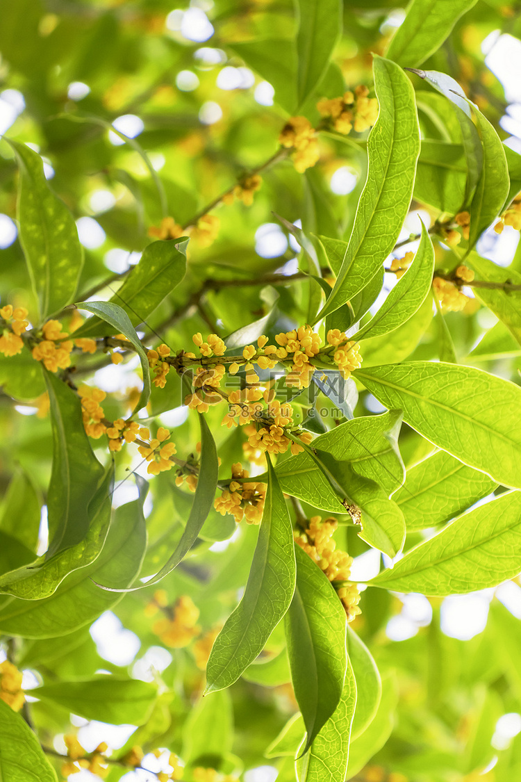 秋天下午桂花树桂花桂花树头桂花