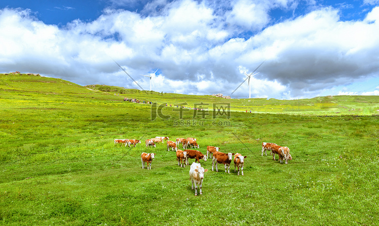 内蒙古草原植被牛群