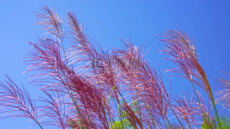 唯美粉色芦苇飘动