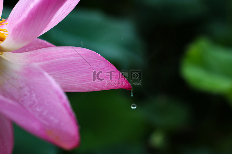 长沙雨季雨荷荷塘月色荷花摄影图