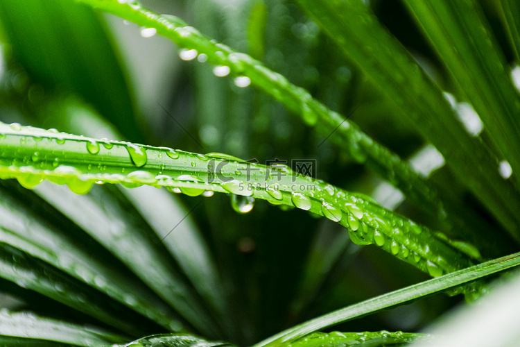 下雨后白天户外植物绿叶上的露珠