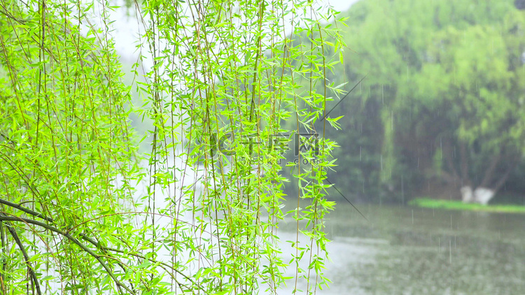 春天风景春雨柳树枝条雨水