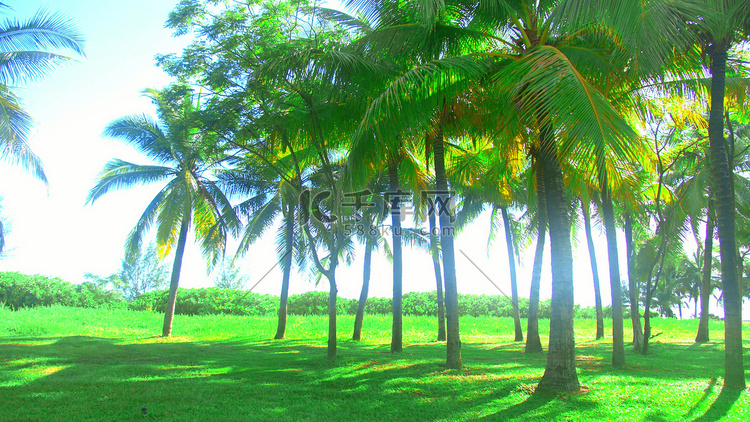 阳光明媚下的椰子树