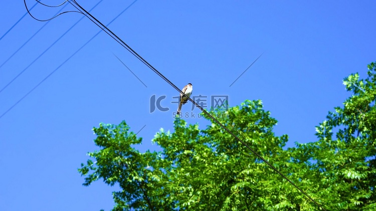 唯美夏日站在电线上的鸟儿夏季夏