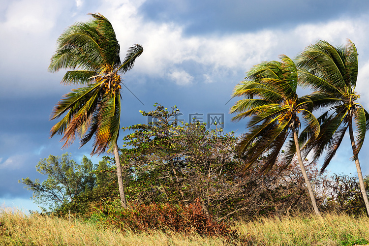 椰子树和强风
