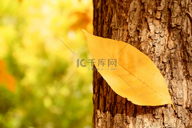 秋天树上金黄色落叶摄影图