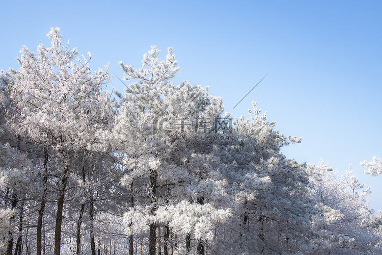 树林上的冰雪下午冰雪树林无摄影