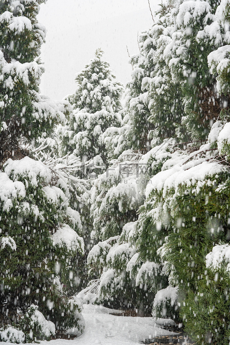 冬季雪景白天树枝落雪室外下雪摄