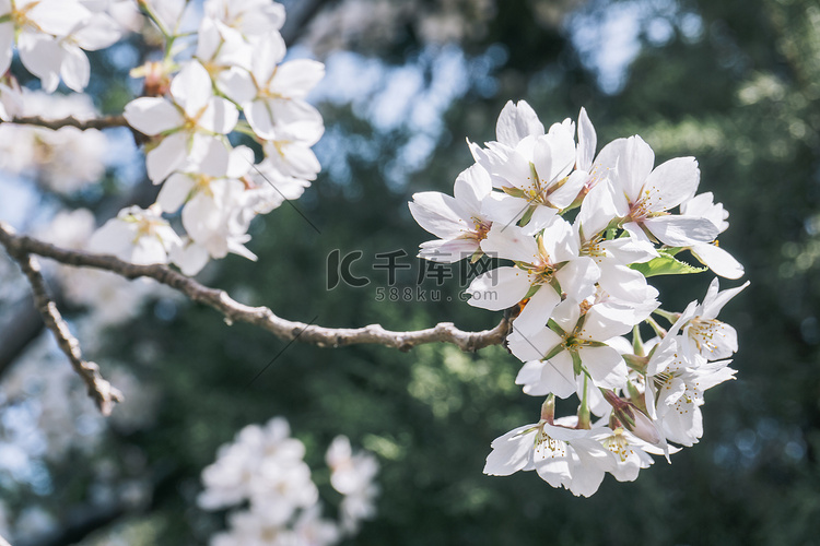 文艺清新白色樱花绿植背景摄影图