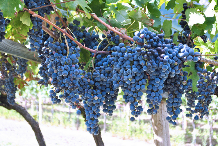 秋季水果葡萄架酿酒葡萄