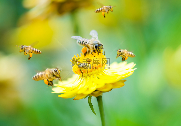 花朵上的蜜蜂群