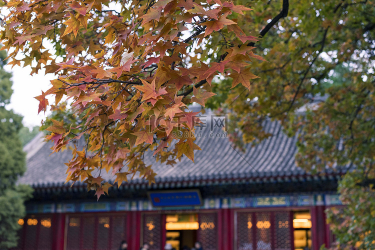 秋冬古典建筑香山红叶