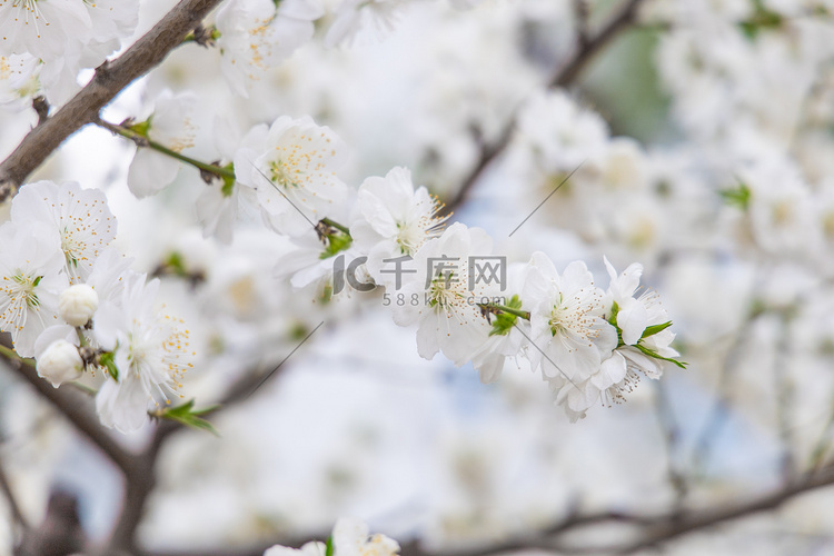 花卉春季梨花花摇曳摄影图配图