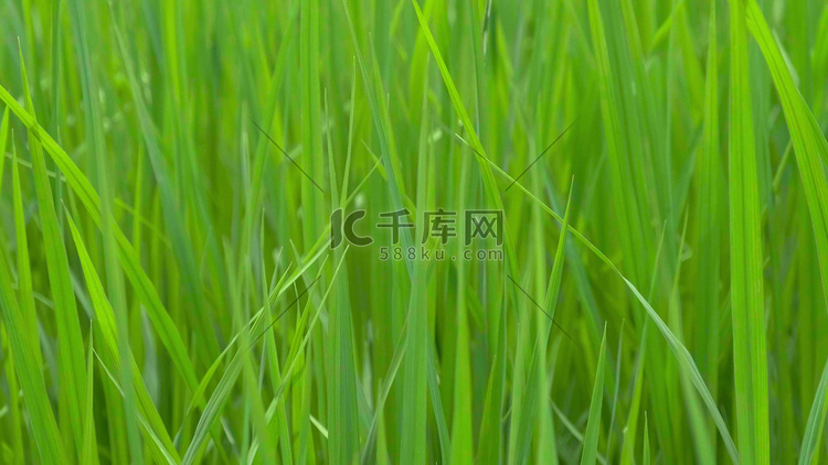 农业生产长焦绿色水稻苗农作物特