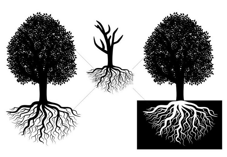带根的孤立树，用于生态学概念