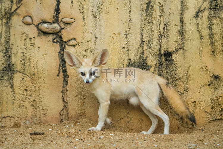 自然动物沙漠小狐耳廓狐摄影图配