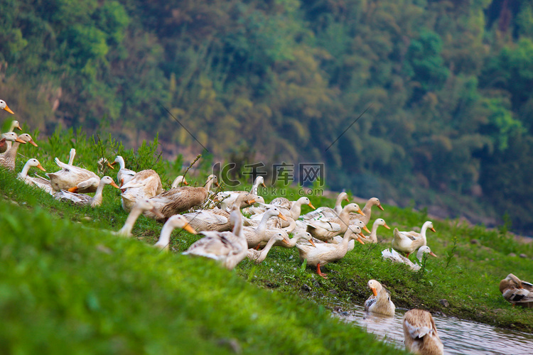 动物家禽草地一群鸭子白天一群鸭