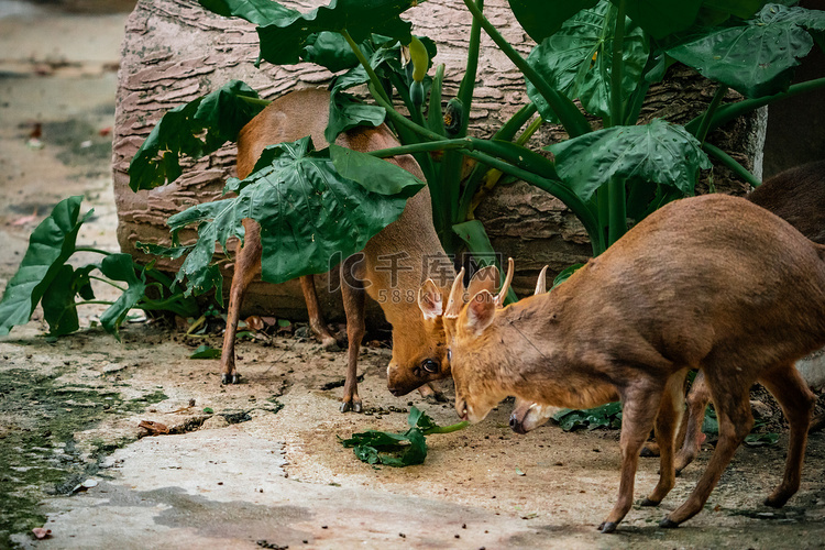 小鹿动物保护自然生态摄影图配图