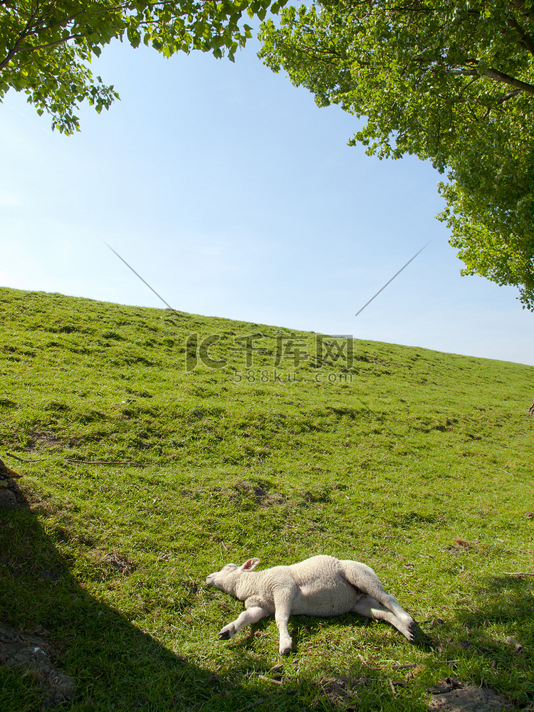 春天的绿色草地上休息的小羊的形