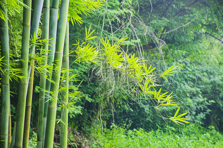 户外白天竹林在夏天里生长茂盛摄