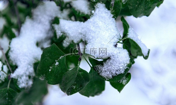 树枝白雪上午冰雪冬季素材摄影图