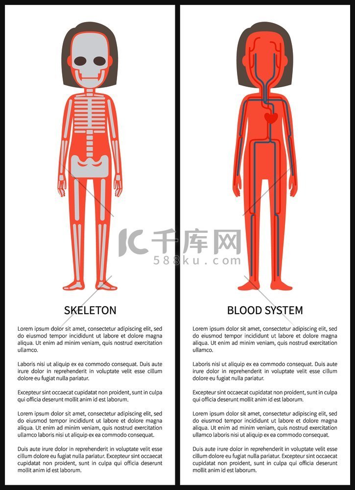 骨骼和血液系统矢量图在白色文本