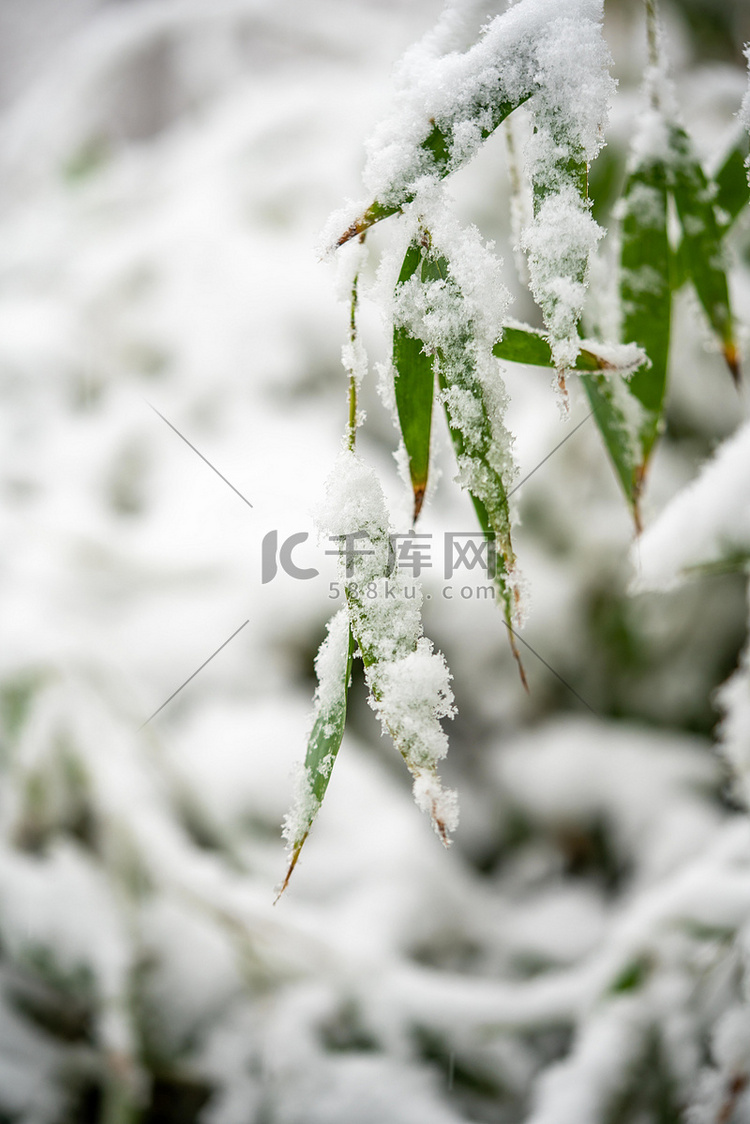 下雪白天竹叶上的积雪室外落雪摄