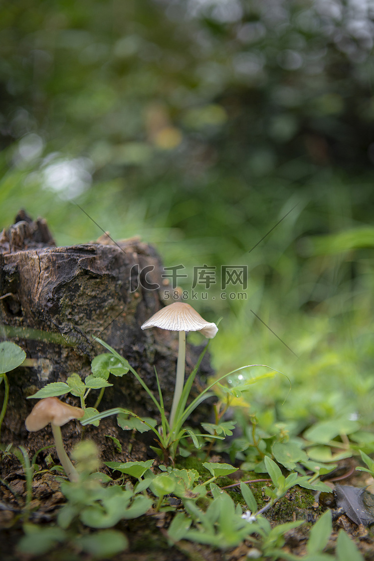 草地上蘑菇下午蘑菇树林无摄影图