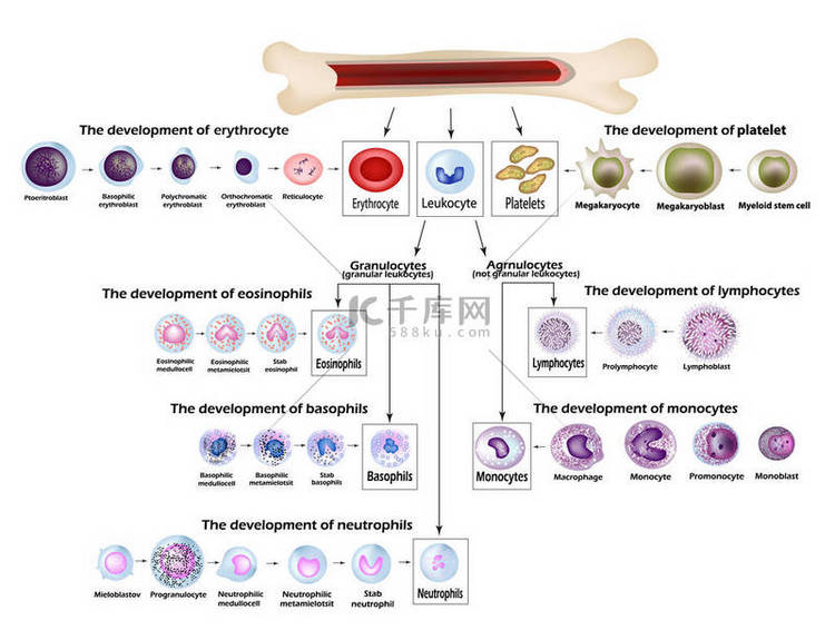 血细胞红血球发育, 红细胞, 