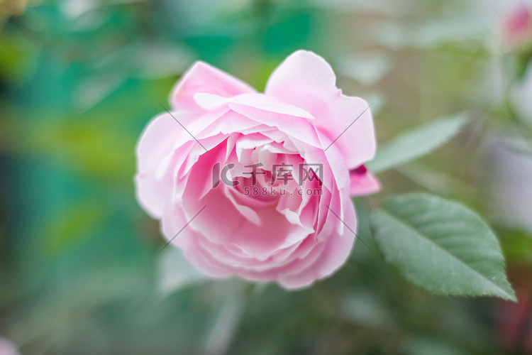 蔷薇春天花朵自然风光摄影图配图
