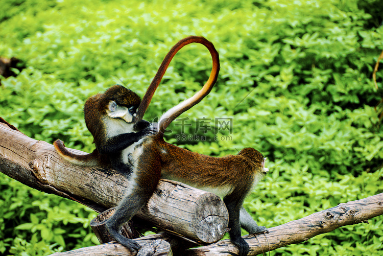 广州广州动物园两只红尾猕猴在树