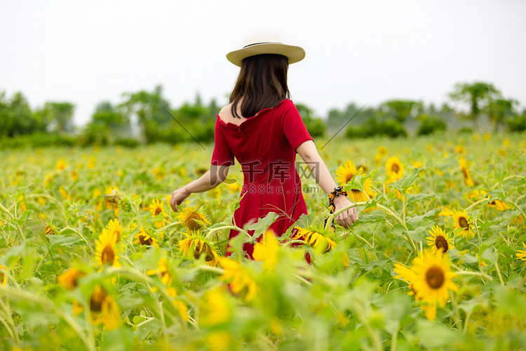 向日葵夏天美女背影红裙子赏花摄