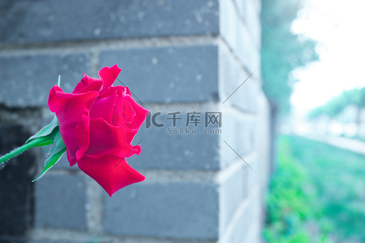围墙外生长的蔷薇月季花摄影配图